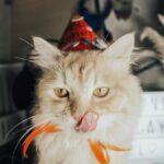 Cat Birthday Captions for Instagram