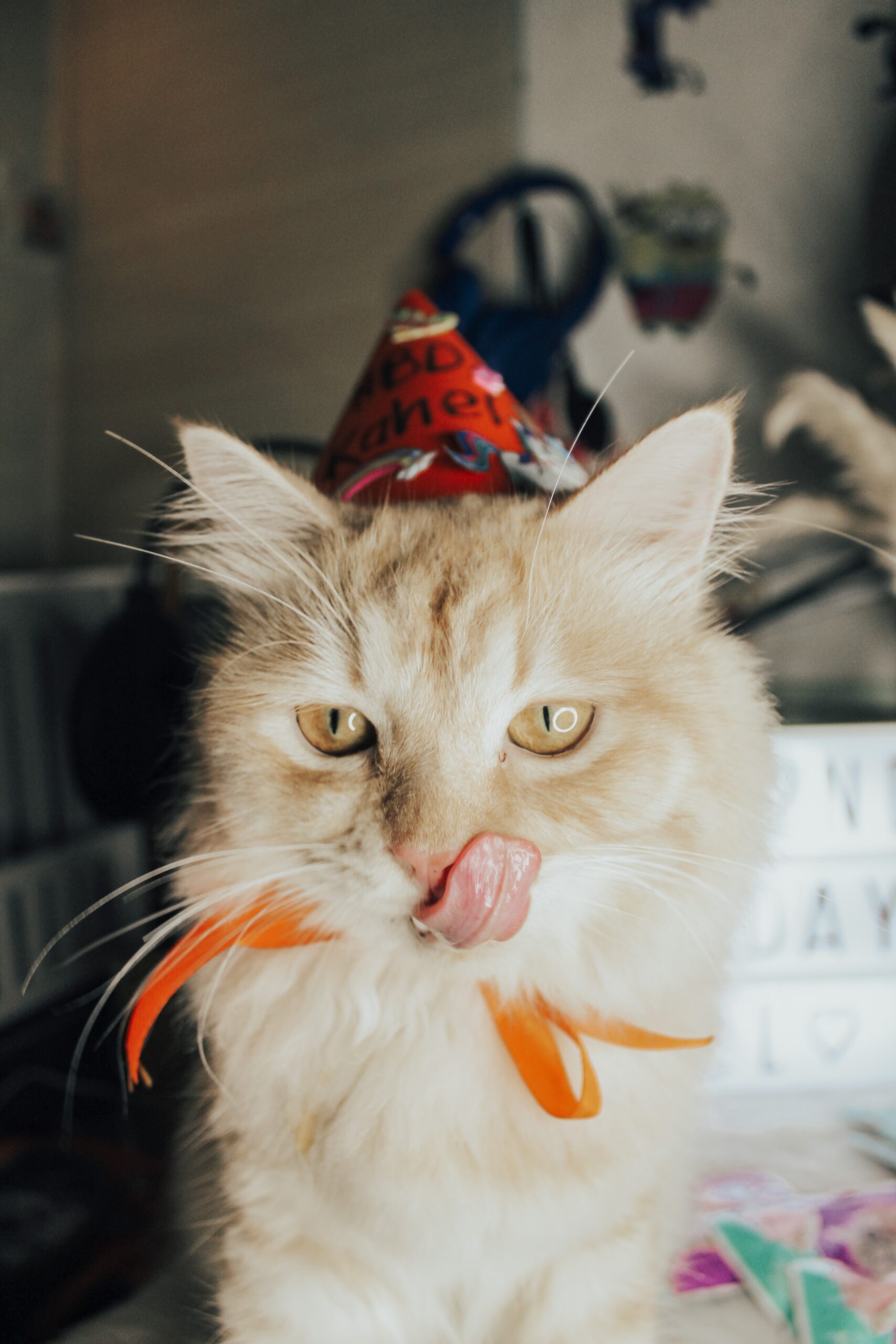 Cat Birthday Captions for Instagram