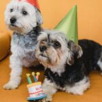 Dog Birthday Captions for Instagram