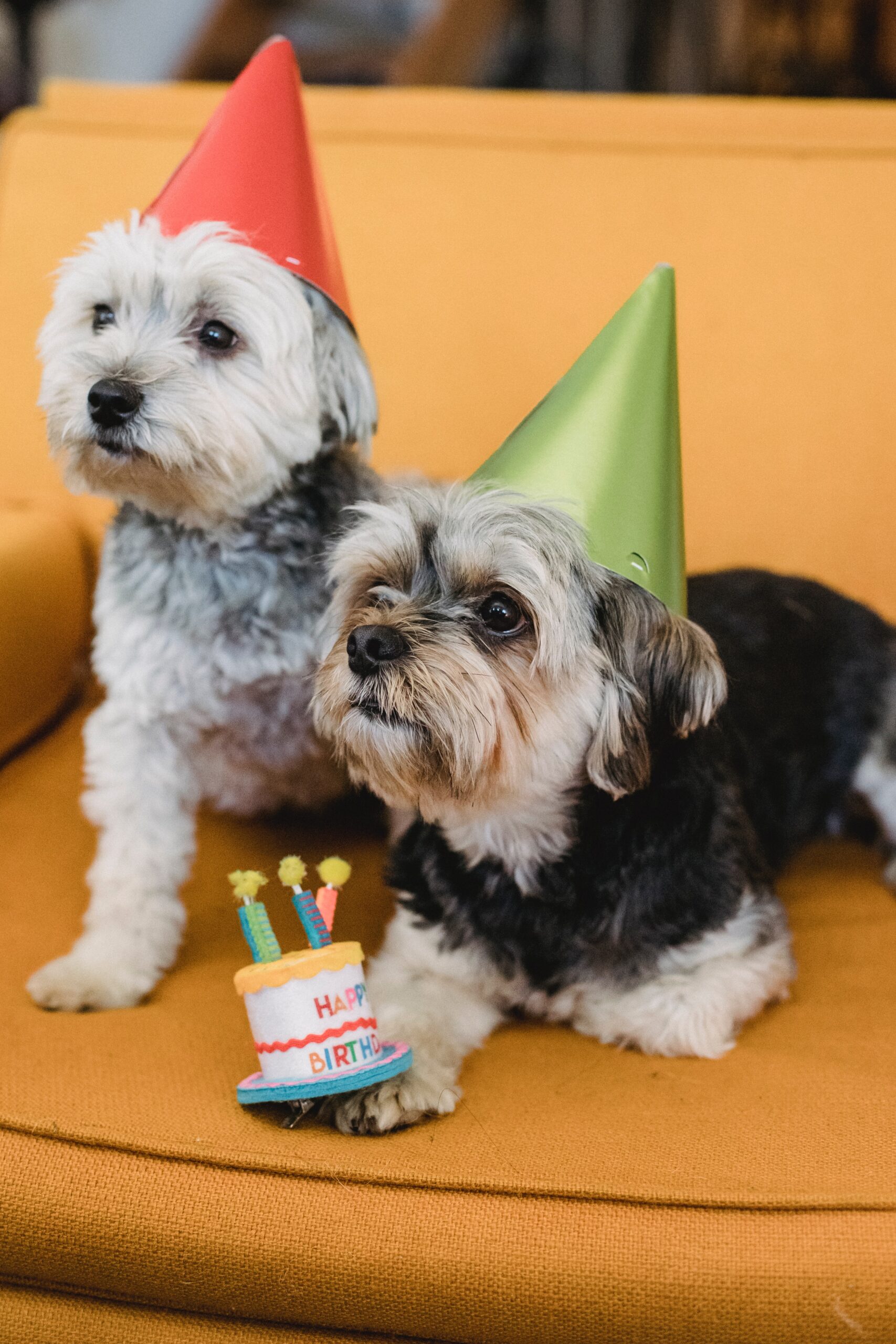 Dog Birthday Captions for Instagram