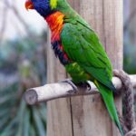 Parrot Birthday Captions for Instagram