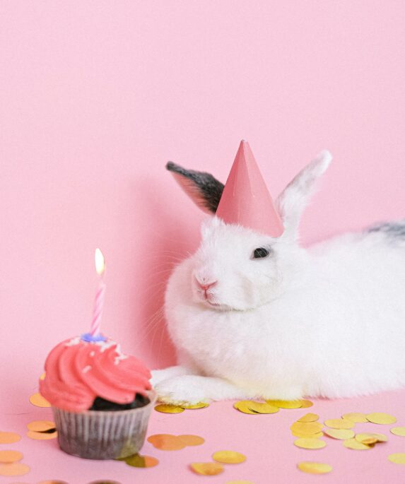 Rabbit Birthday Captions for Instagram