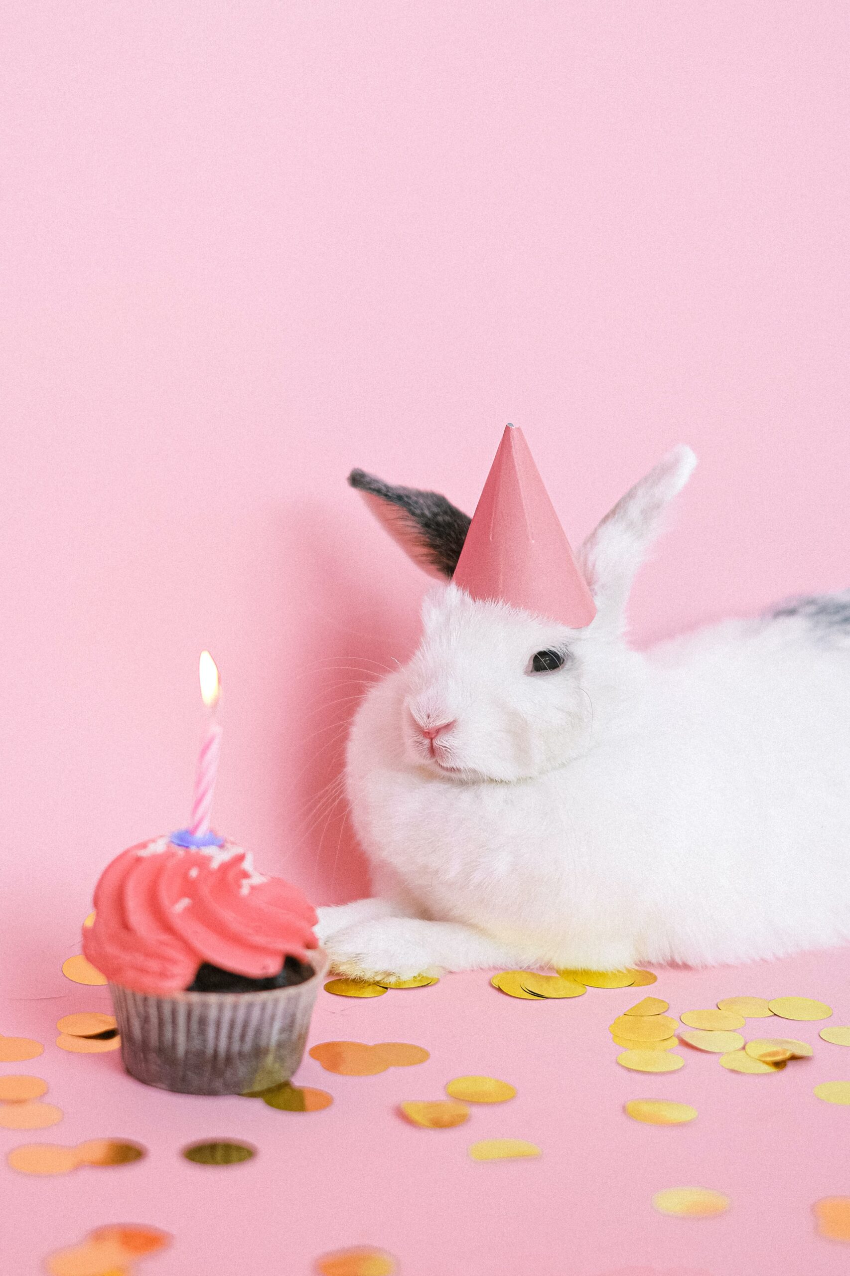75+ Rabbit Birthday Captions for Instagram