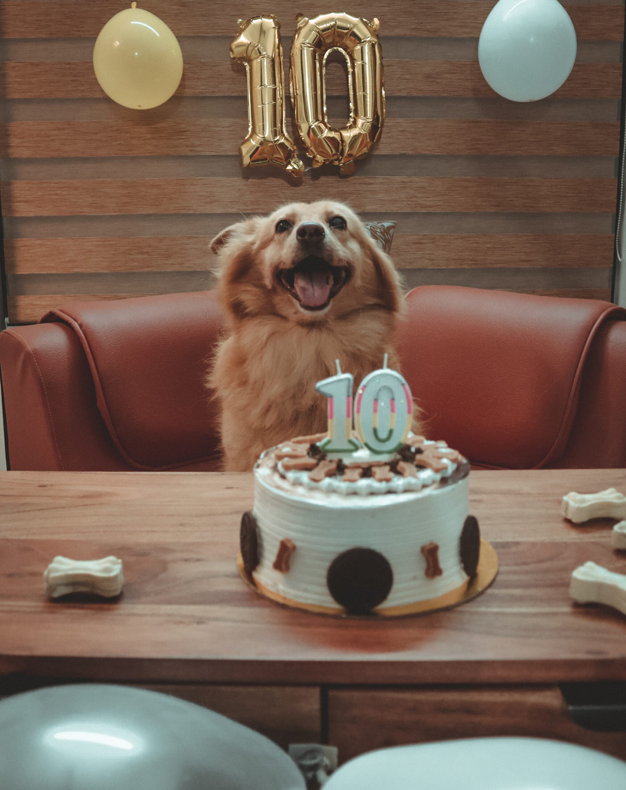 Dog 10th Birthday Captions