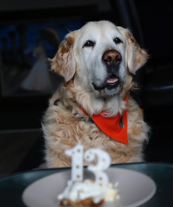 Dog 13th Birthday Captions