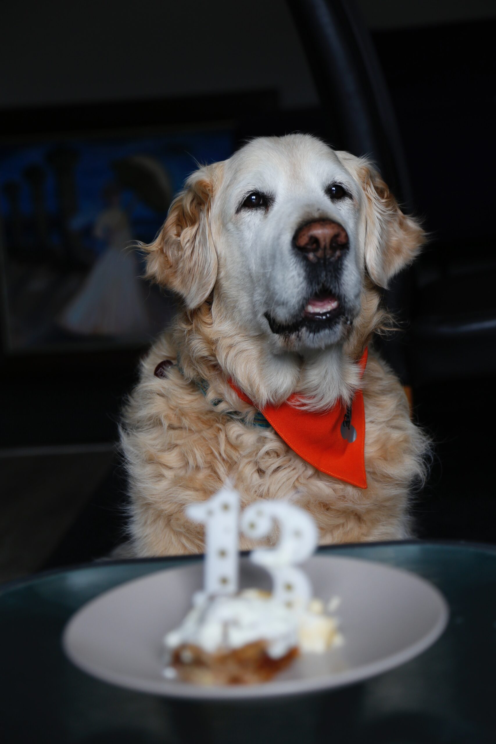 Dog 13th Birthday Captions
