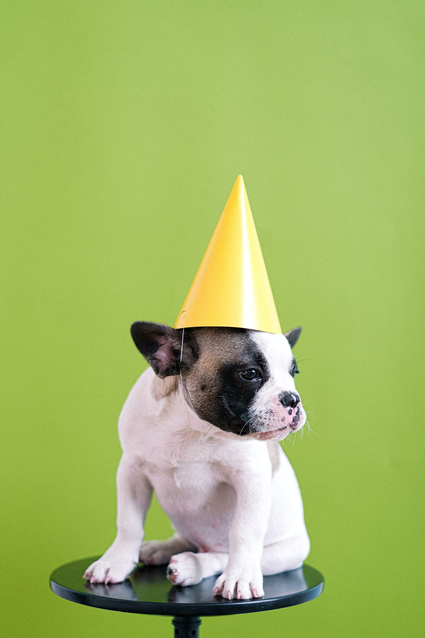 Dog 1st Birthday Captions