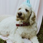 11th Birthday Wishes for Dog