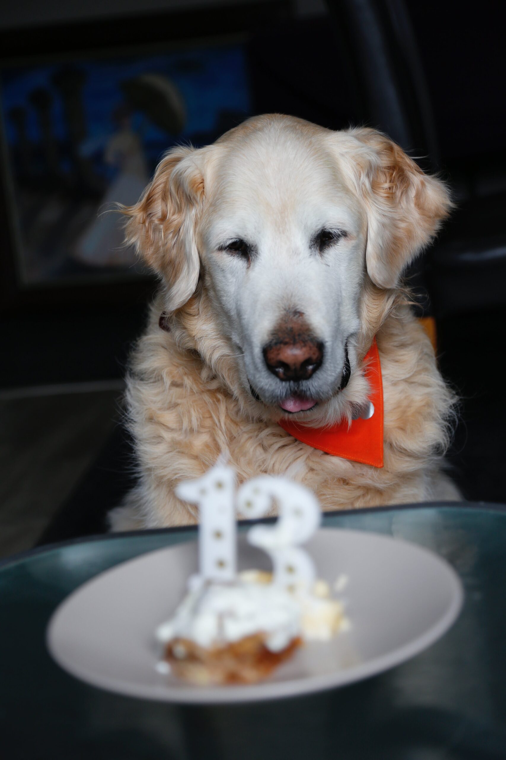 13th Birthday Wishes for Dog