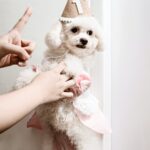 1st Birthday Wishes for Dog