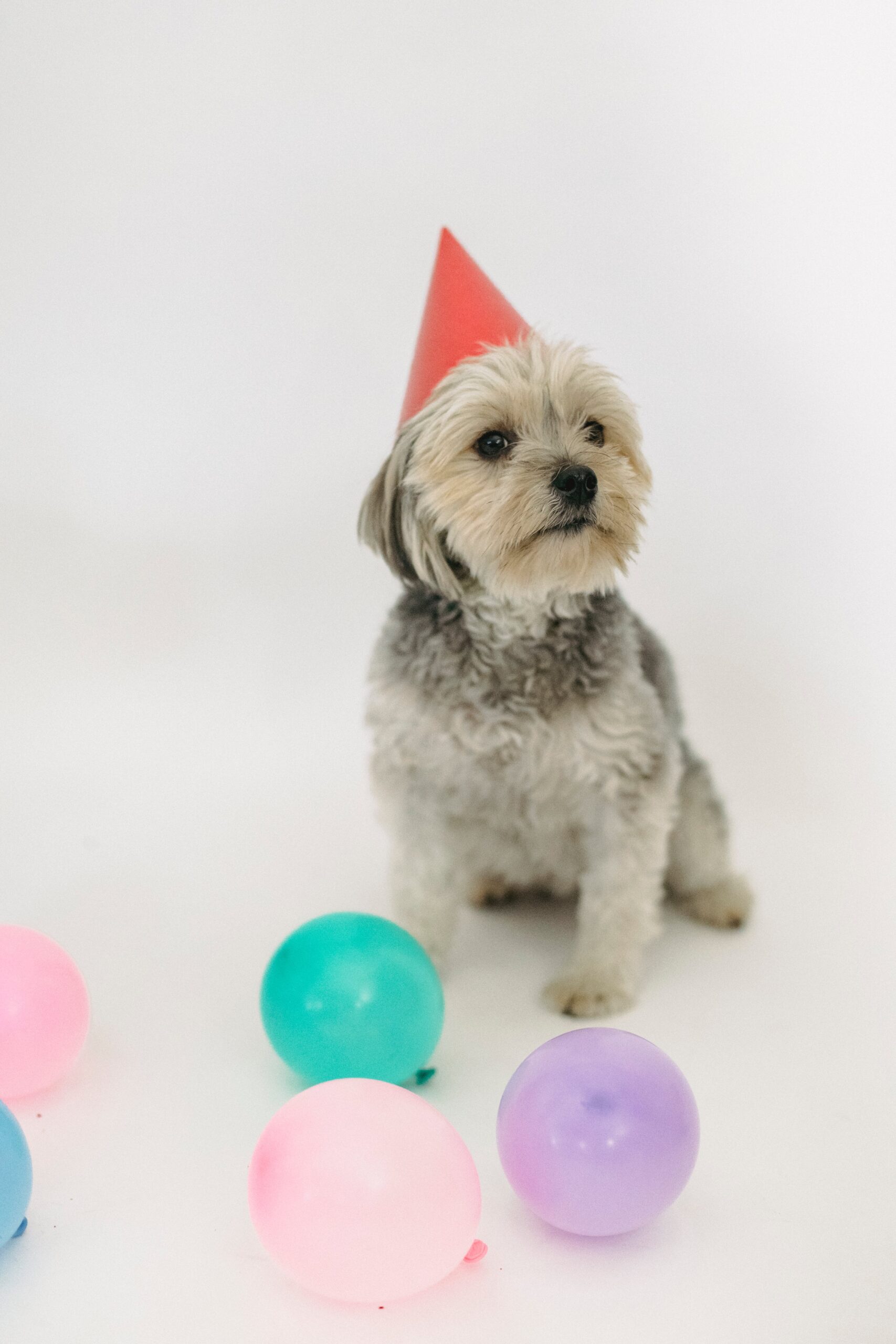 3rd Birthday Wishes for Dog