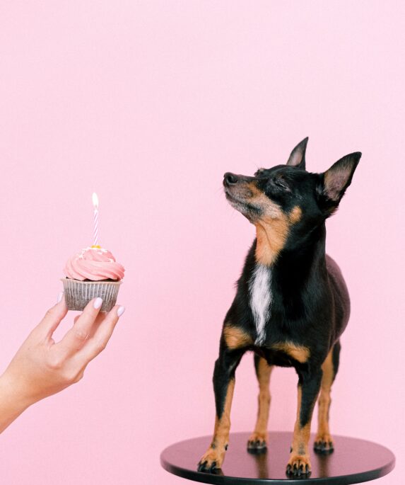 6th Birthday Wishes for Dog