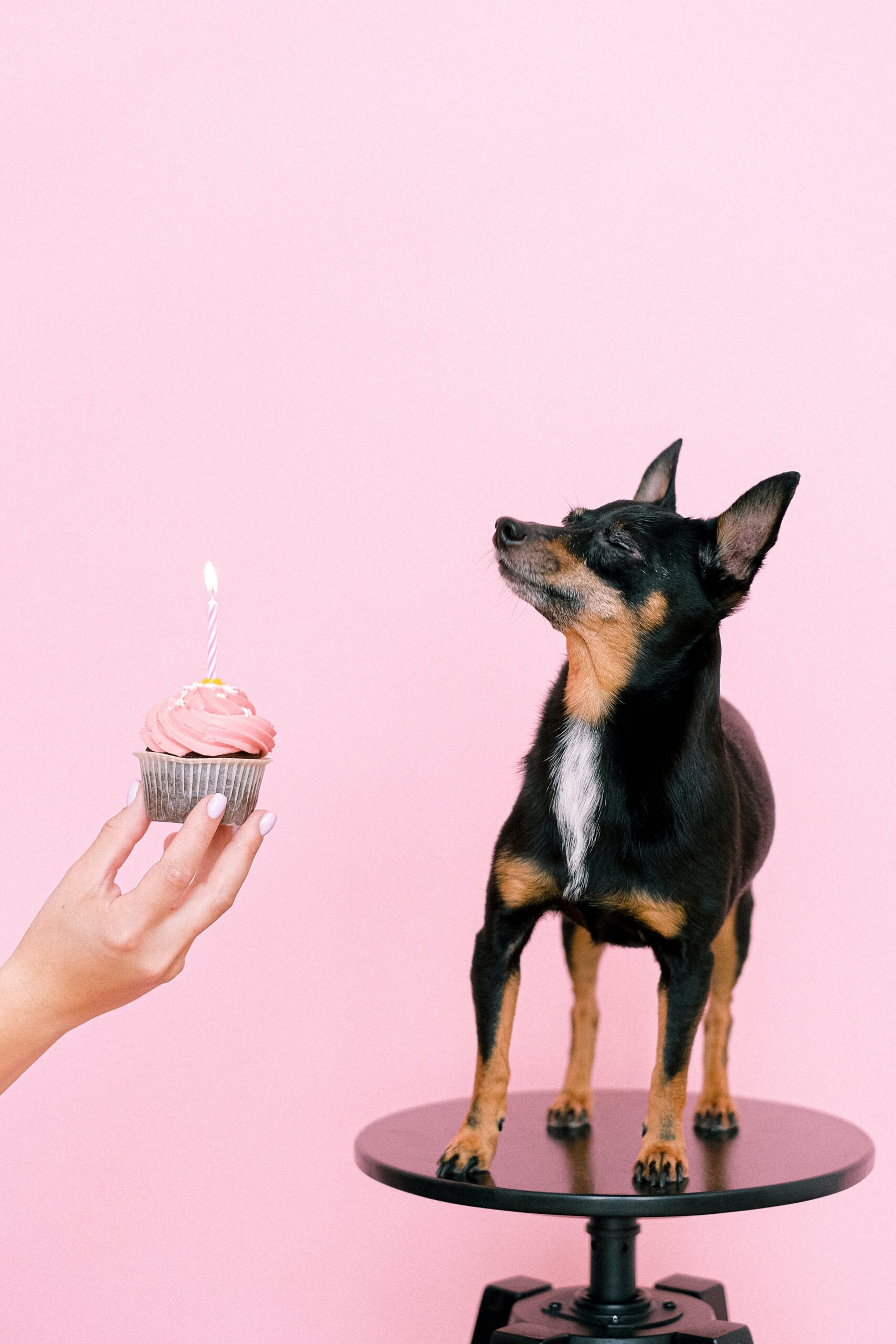 6th Birthday Wishes for Dog