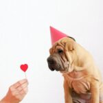 7th Birthday Wishes for Dog