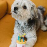 9th Birthday Wishes for Dog