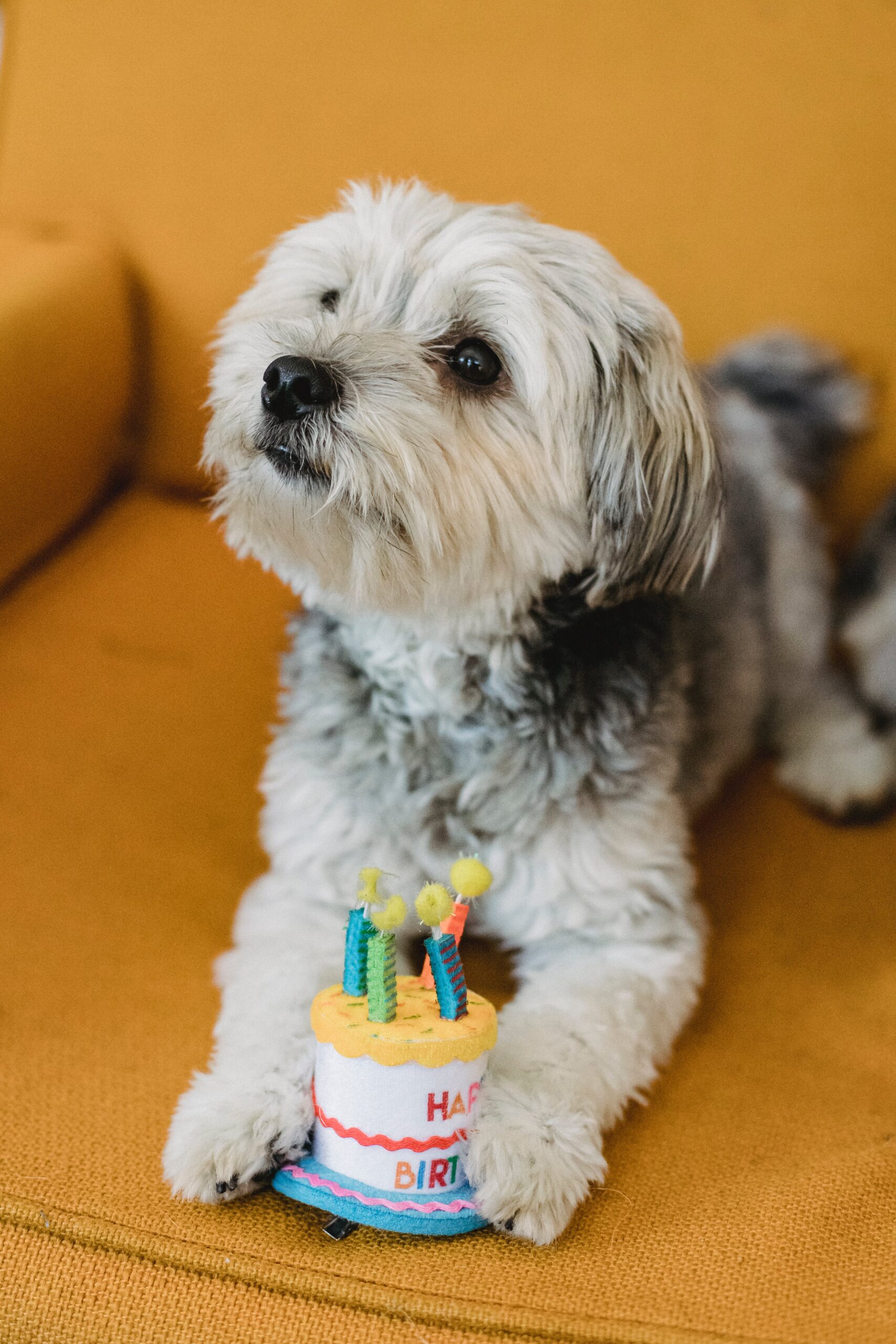 9th Birthday Wishes for Dog