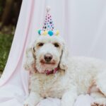 Dog 9th Birthday Quotes