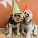 Happy Birthday Letter to Dog