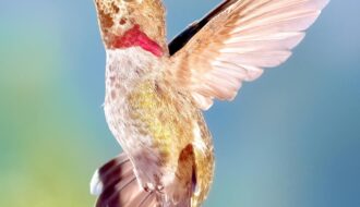 Hummingbird Quotes